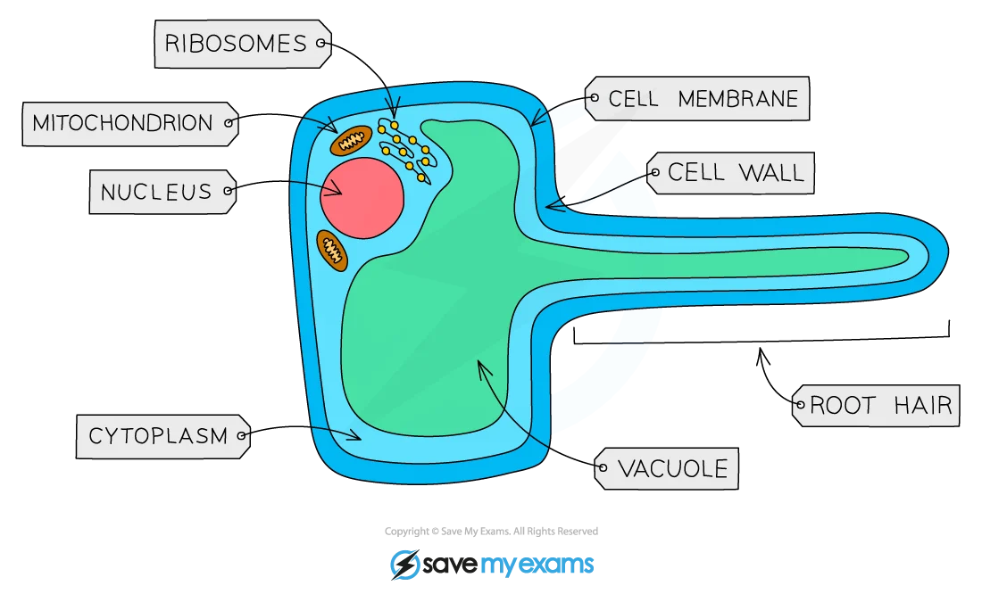 Root Hair Cell Diagram