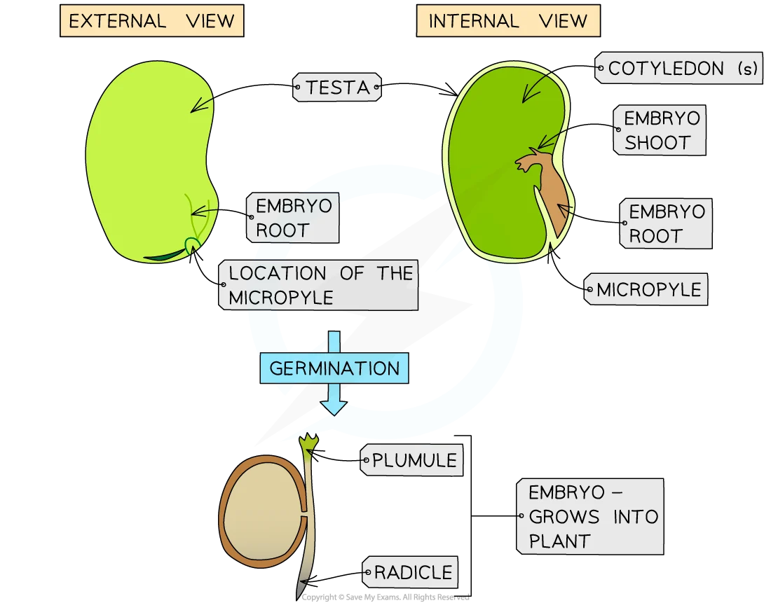 Seed germination