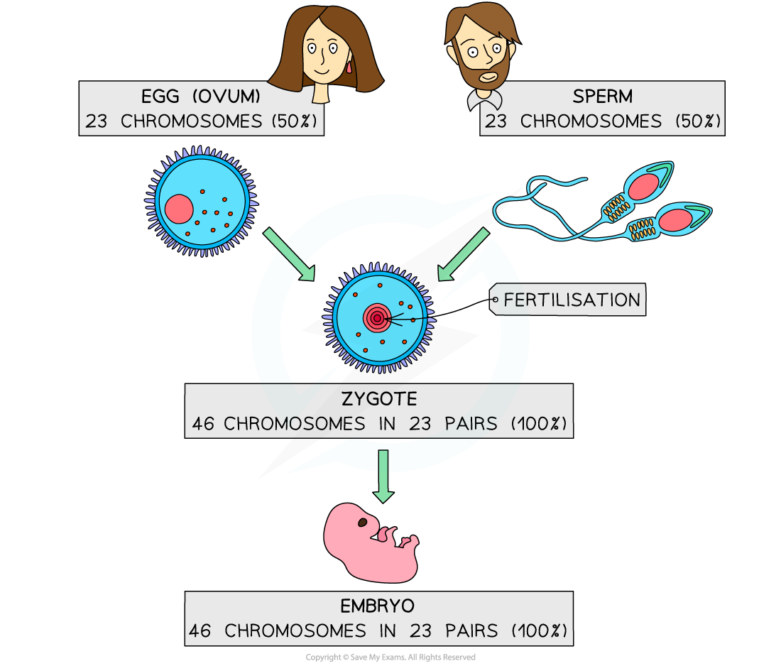 Sexual Reproduction