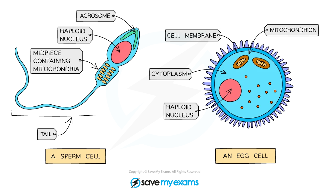 Sperm and egg cell