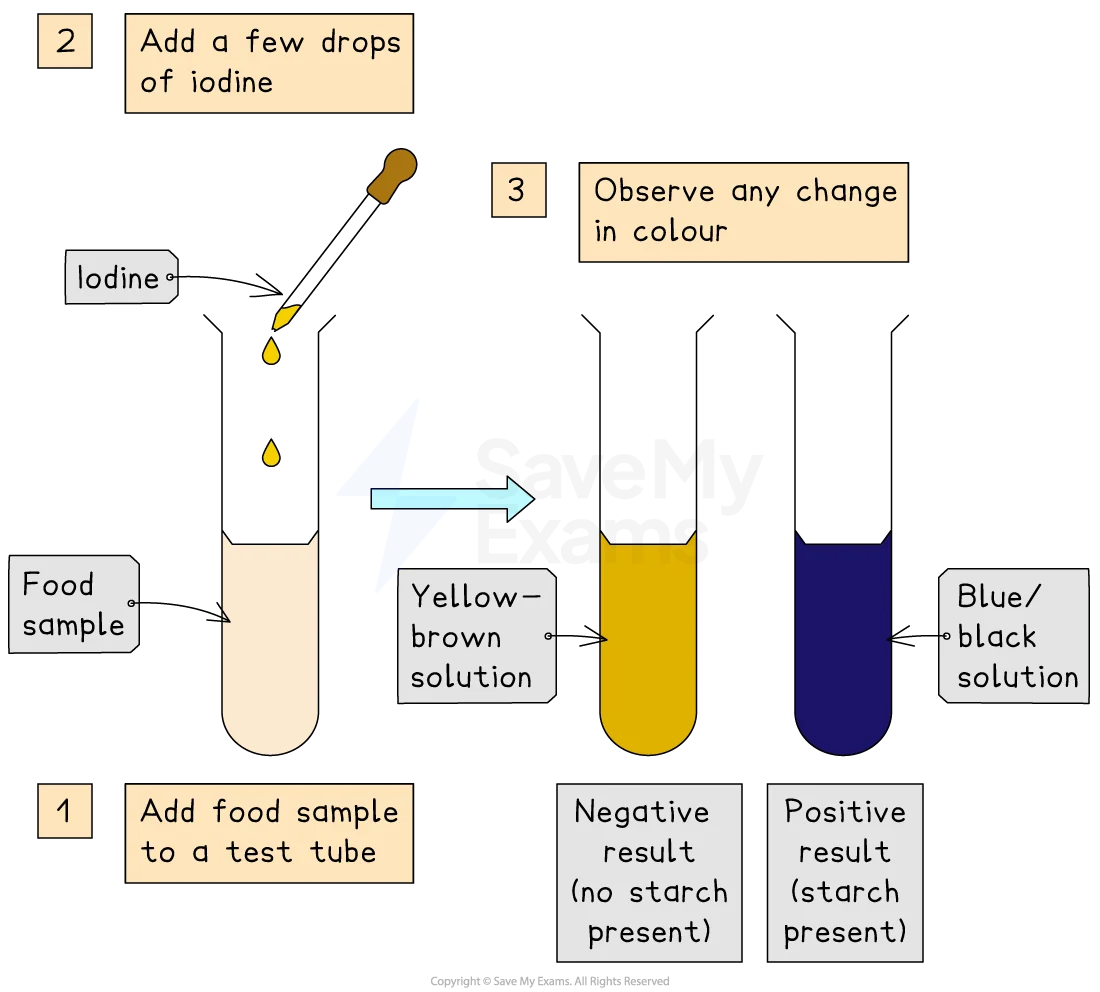 Iodine Starch Test