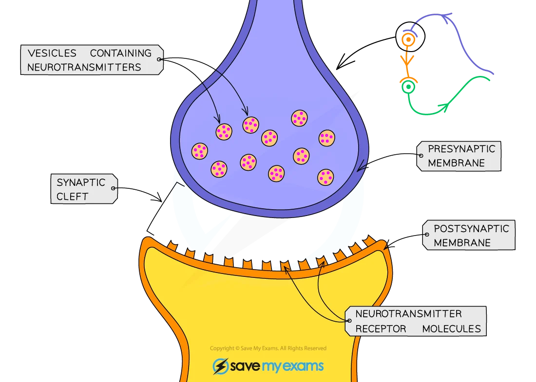Synapse diagram showing vesicles, synaptic gap, and receptor proteins