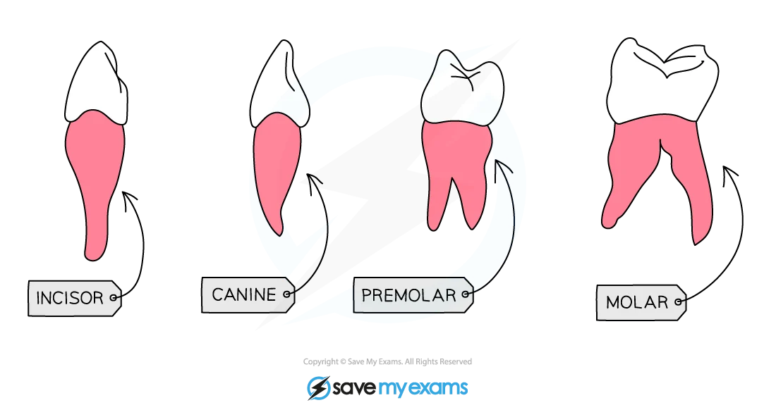 Teeth Diagrams