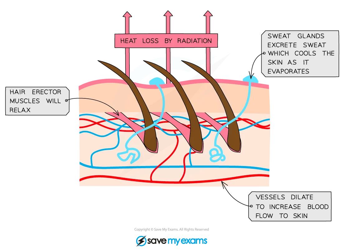 Thermo-regulation