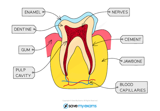 Tooth structure showing enamel, dentine, pulp cavity, nerves, blood vessels, and cement