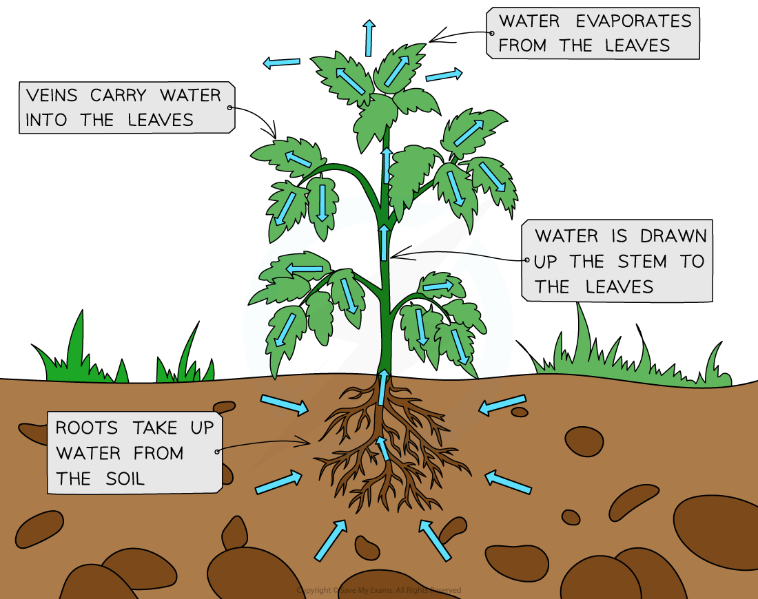 Transpiration