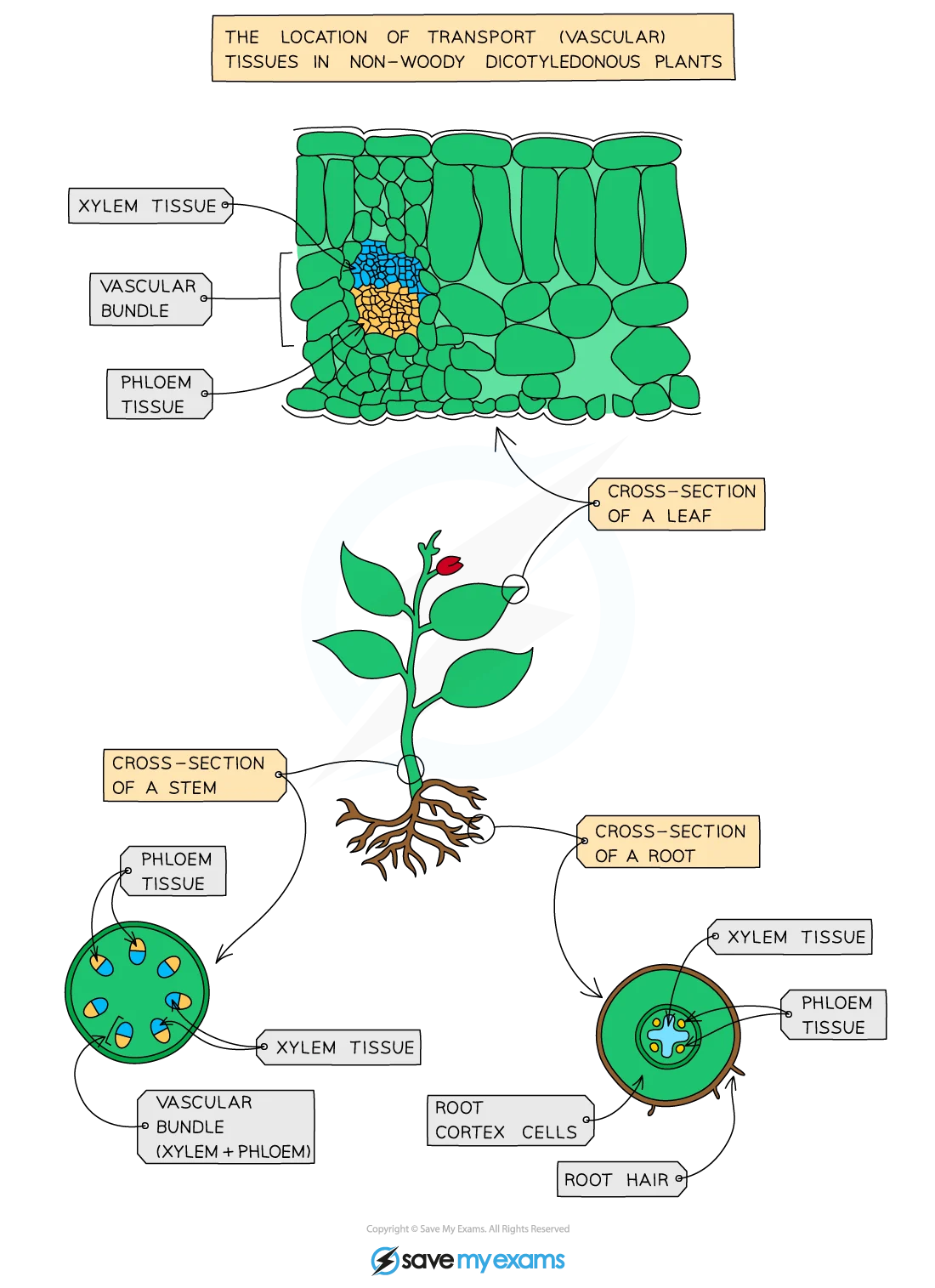 Root, stem, and leaf vascular bundles showing xylem and phloem labelled