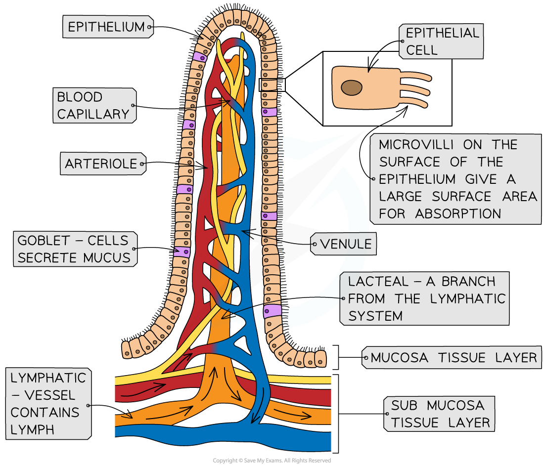 Diagram showing villus structure with capillaries and lacteals