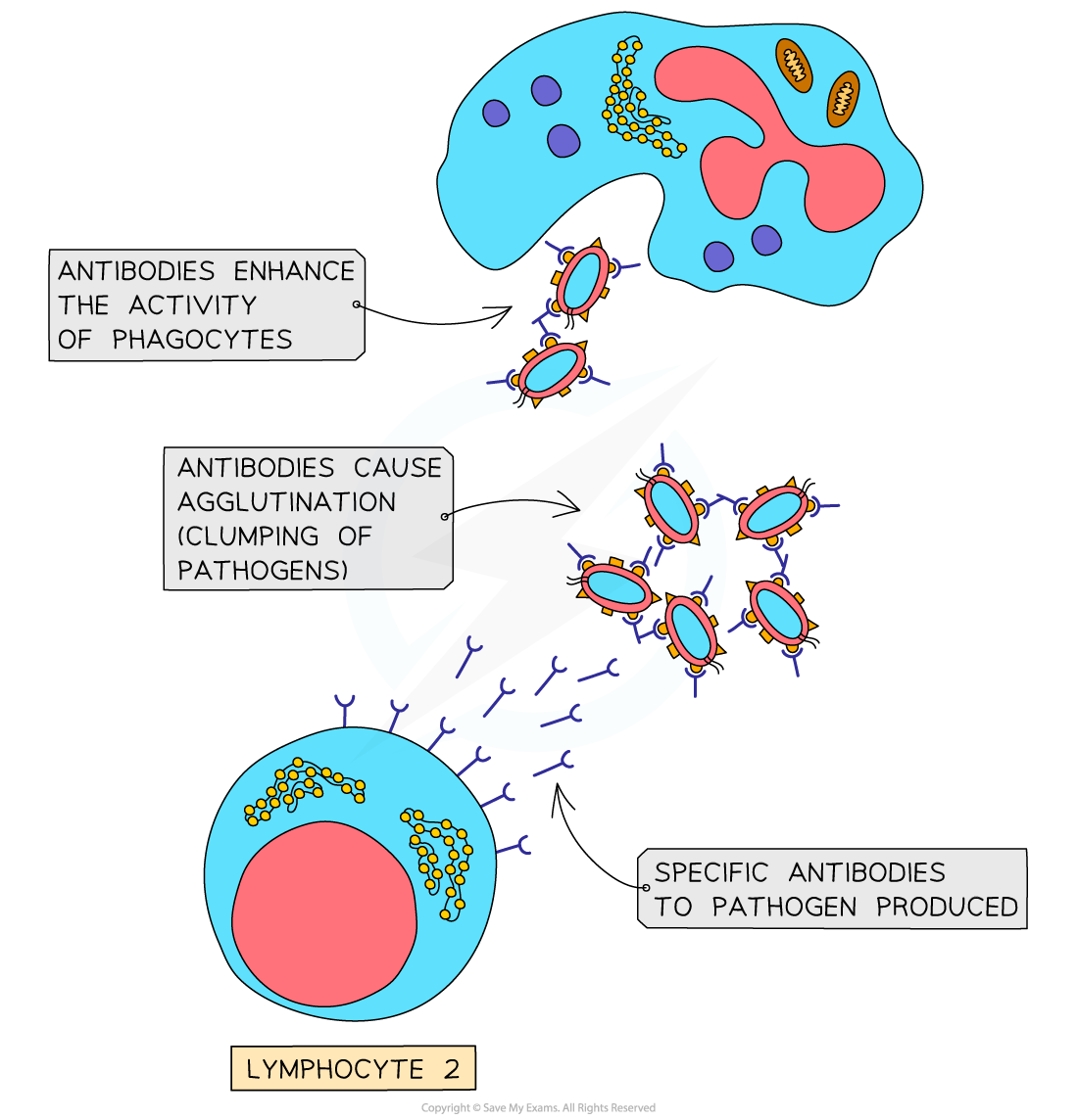 White Blood Cells