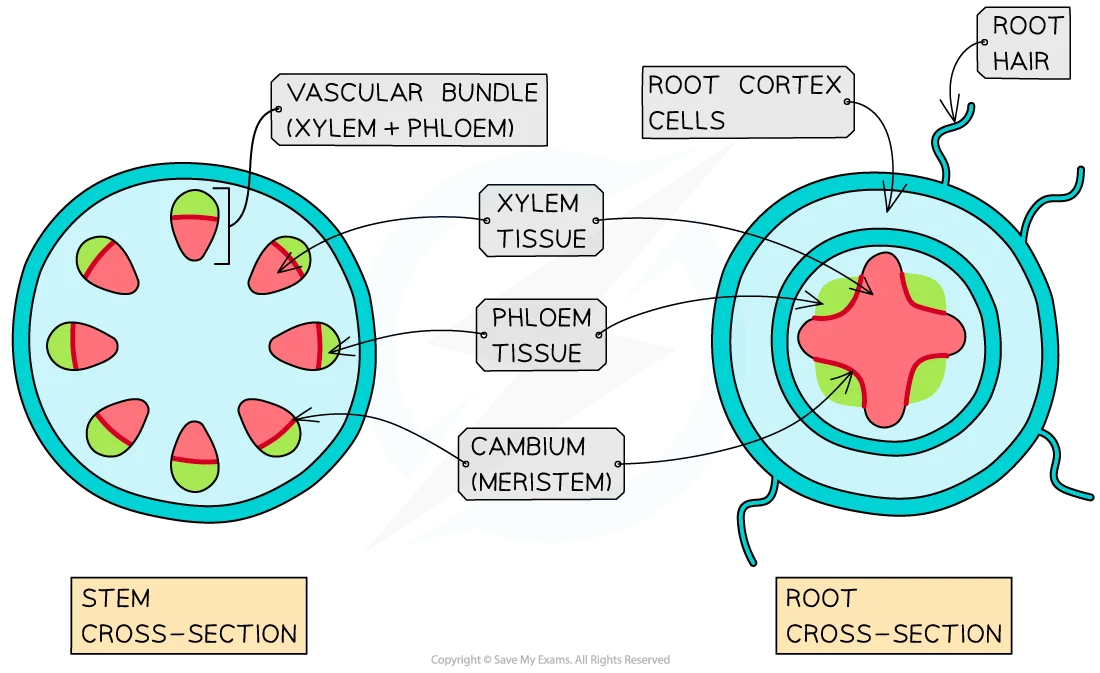 Xylem and Phloem